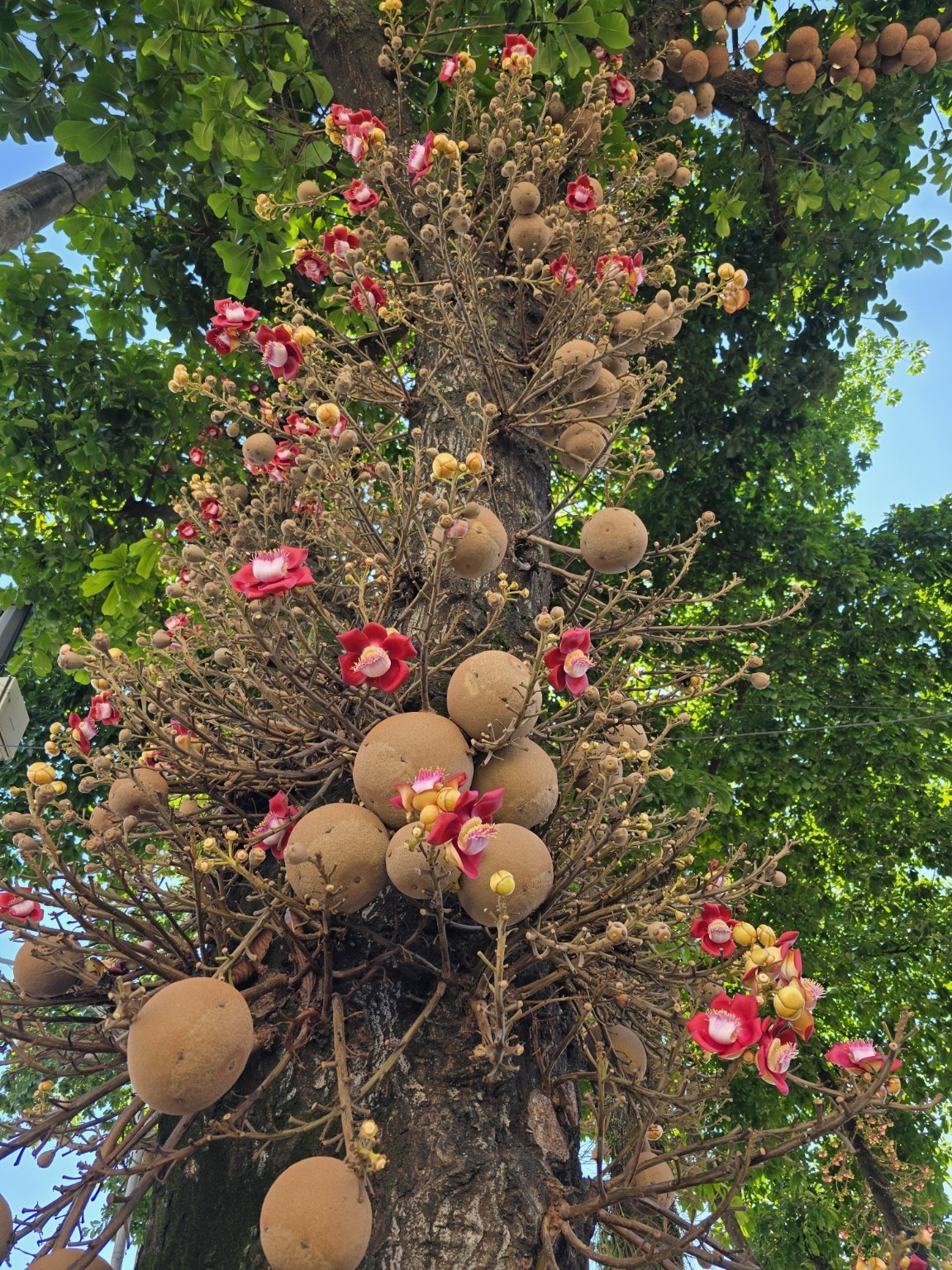 Ayahuma: árbol con flores y frutos, fotografía original de Planta de Arte