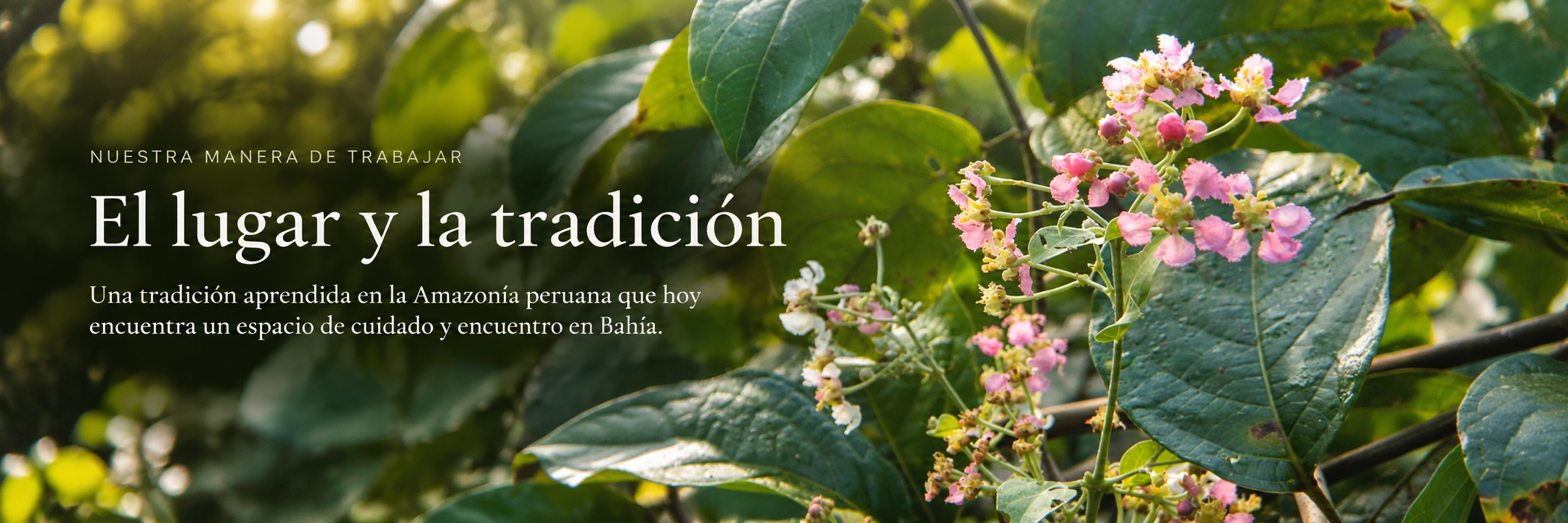 Nuestra manera de trabajar. El lugar y la tradición. Una tradición aprendida en la Amazonía peruana que hoy encuentra un espacio de cuidado y encuentro en Bahía. Flores rosadas y hojas verdes.