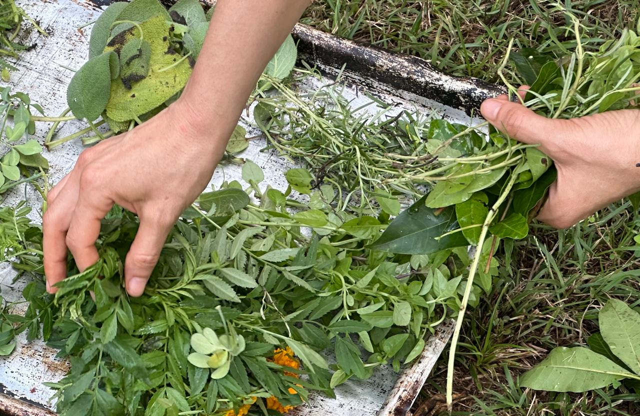 Preparación real de plantas medicinales